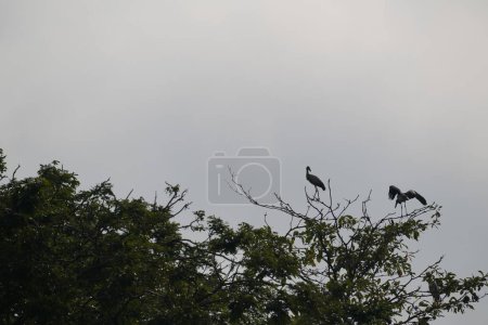 Téléchargez les photos : Tree branches with birds in the forest - en image libre de droit
