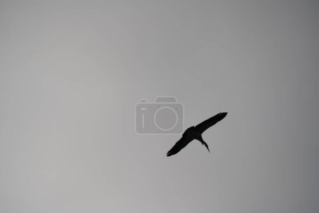 Téléchargez les photos : Bird flying bird in the cloudy sky - en image libre de droit