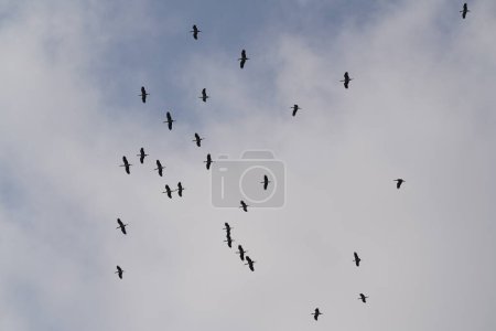 Photo for Flock of birds flying in the sky - Royalty Free Image