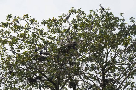 Foto de Tree branches with birds in the forest - Imagen libre de derechos