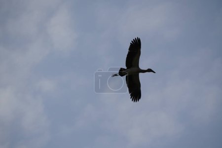 Foto de Bird flying bird in the cloudy sky - Imagen libre de derechos