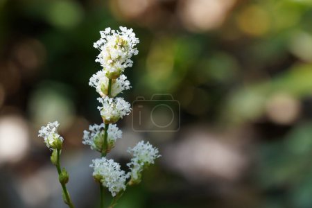 Foto de White flowers in garden on tree close up - Imagen libre de derechos