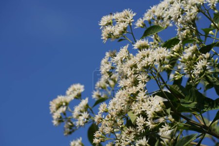 Téléchargez les photos : Fleurs blanches dans le jardin sur arbre gros plan - en image libre de droit