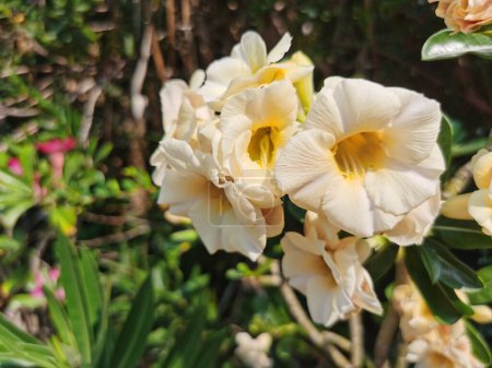 Foto de Hermoso plano botánico, fondo de pantalla natural hermosas flores blancas - Imagen libre de derechos