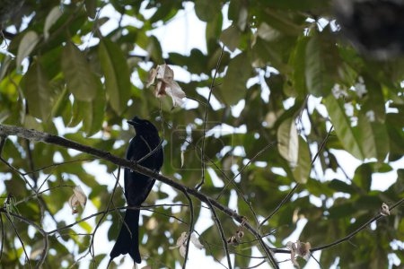 Foto de Pájaro negro sentado en rama de árbol - Imagen libre de derechos