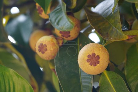 Photo for Mangosteen or Garcinia mangostana also known as Gamboge - Royalty Free Image
