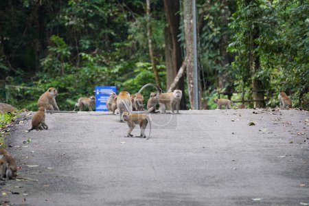 Téléchargez les photos : Paquet de singes dans la jungle - en image libre de droit
