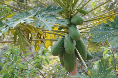 Photo for Papaya tree, also called papaw - Royalty Free Image