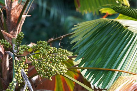 Téléchargez les photos : Licuala grandis ou palmier éventail Vanuatu également connu sous le nom de Palas - en image libre de droit