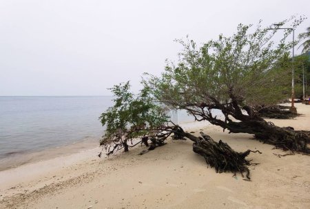 Téléchargez les photos : Belle plage tropicale avec des arbres près de l'eau - en image libre de droit
