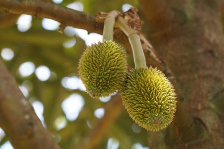 Photo for Close up of durian on a tree - Royalty Free Image