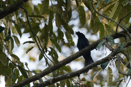 Téléchargez les photos : Black bird sitting on tree branch - en image libre de droit