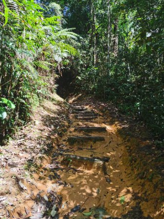Téléchargez les photos : Sentier dans la forêt verte de la jungle - en image libre de droit