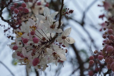 Téléchargez les photos : Pommier en fleurs dans le parc de la ville au printemps - en image libre de droit