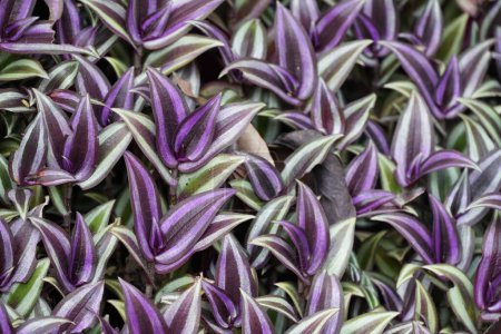 Foto de Hermosa planta con hojas púrpura y verde - Imagen libre de derechos