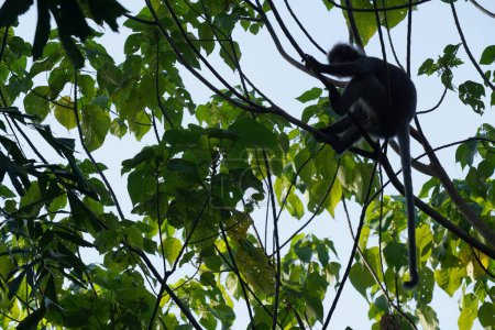 Téléchargez les photos : Singe noir sur l'arbre, à Penang Hill, à Penang, Malaisie. - en image libre de droit