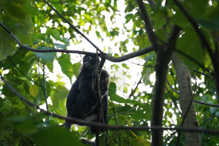 Téléchargez les photos : Singes noirs sur l'arbre, à Penang Hill, à Penang, Malaisie. - en image libre de droit