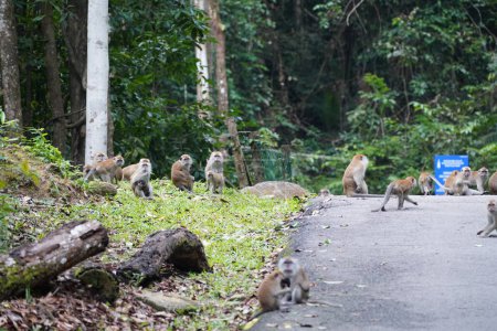 Foto de Manada de monos en la selva - Imagen libre de derechos