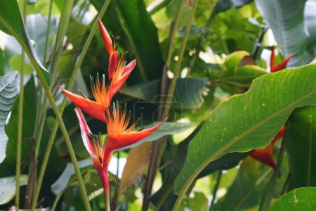 Photo for False bird of paradise or Heliconia rostrata - Royalty Free Image