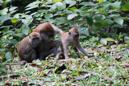 Photo for Monkey family in jungle - Royalty Free Image
