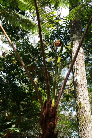 Téléchargez les photos : Une végétation tropicale luxuriante dans la forêt tropicale - en image libre de droit