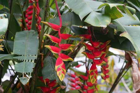 Foto de Flores tropicales en un jardín botánico - Imagen libre de derechos