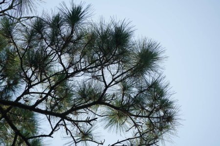 Photo for Pine tree branches on a blue sky background - Royalty Free Image