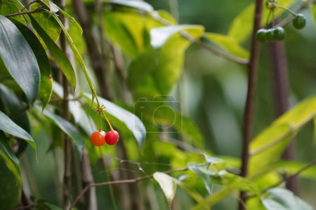 Photo for Red berries on a branch - Royalty Free Image