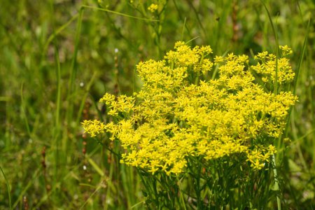 Téléchargez les photos : Fleurs jaunes sur la pelouse d'été - en image libre de droit