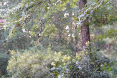 Photo for Spider on web with forest trees on background - Royalty Free Image