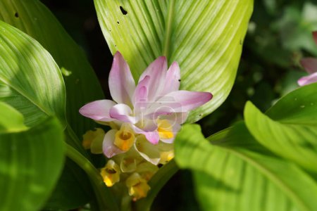 Foto de Flor de flor de Curcuma aromatica, flora de verano - Imagen libre de derechos