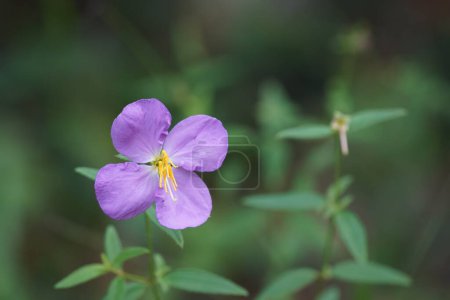 Foto de Primer plano de pétalos de flores violetas al aire libre - Imagen libre de derechos