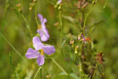Téléchargez les photos : Fleurs violettes poussant dans la prairie - en image libre de droit