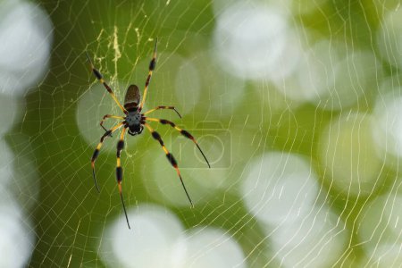 Téléchargez les photos : Araignée sur toile d'araignée dans la nature en plein air - en image libre de droit
