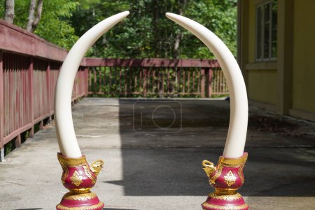 Photo for Elephant Ivory on Wooden Base - Royalty Free Image