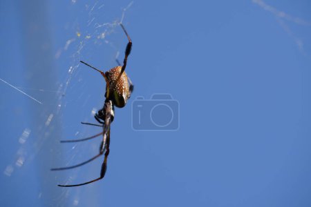 Foto de El acercamiento de la araña en la tela - Imagen libre de derechos