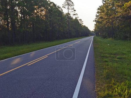 Photo for Road through the forest, nature - Royalty Free Image