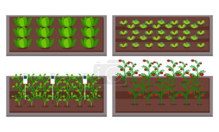Illustration for Urban farming, gardening or agriculture. Sprouts planting out to the wooden package bed. Growing vegetables using modern technology, use of greenhouses. Level neat seedlings beds with sensors - Royalty Free Image