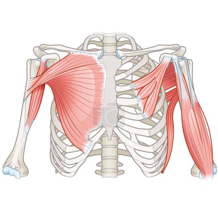 Muscles d'épaule, Vue antérieure, Vue superficielle et profonde, Illustration médicale