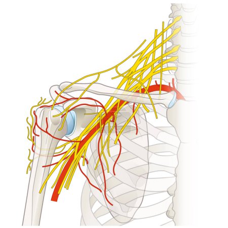 Die Schulterregion beherbergt ein komplexes Netzwerk von Nerven und Gefäßen, einschließlich des Brachialgeflechts, der Arterien und Venen, das für die Innervation der Gliedmaßen und die Blutversorgung unverzichtbar ist und Bewegung und Funktion erleichtert..