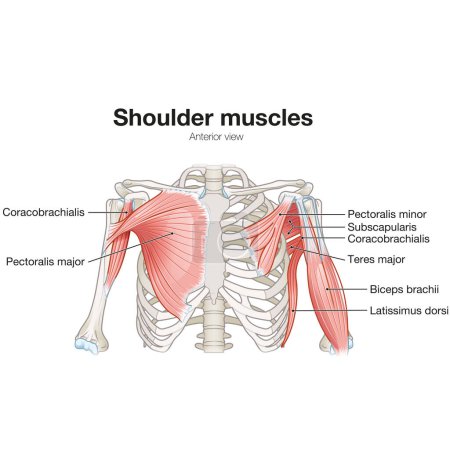 Músculos del hombro, Vista anterior, Vista superficial y profunda, Ilustración médica