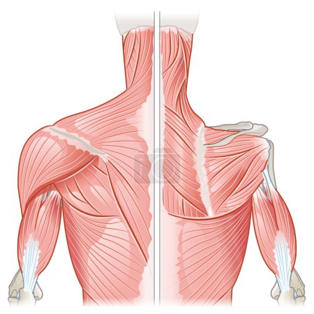 Foto de Músculos del hombro, Vista posterior, Vista superficial y profunda, Ilustración médica. Etiquetado - Imagen libre de derechos