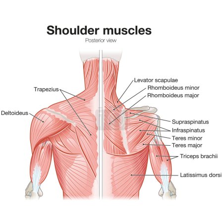 Schultermuskeln, hinterer Blick, oberflächlicher und tiefer Blick, medizinische Illustration. Gekennzeichnet