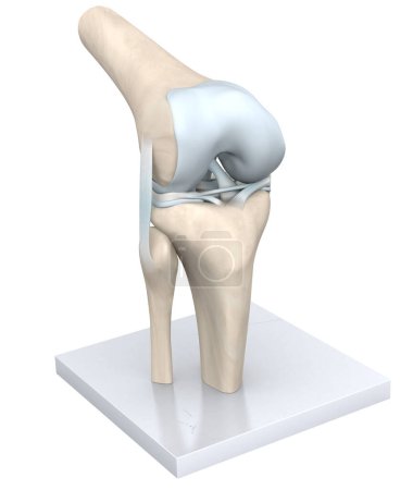 Photo for The knee joint, a complex hinge structure, connects the thigh bone (femur) to the shin bone (tibia), cushioned by cartilage, enabling flexion, extension, and slight rotation. - Royalty Free Image