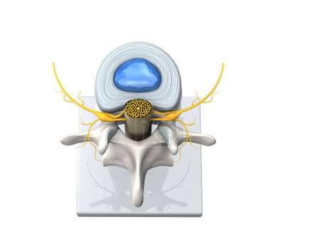 Illustration showing model of a healthy lumbar vertebra with disc and spinal cord. D Illustration