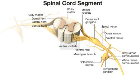 Segmento de la médula espinal. Ilustración 3D etiquetada