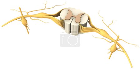 Photo for A segment of the spinal cord with nerves and a vertebra. 3D illustration. - Royalty Free Image