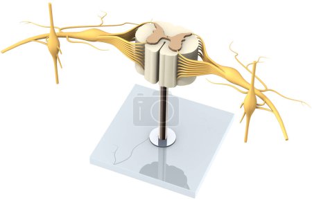 Téléchargez les photos : Un modèle d'un segment de la moelle épinière avec des nerfs et une vertèbre. Illustration 3D. - en image libre de droit
