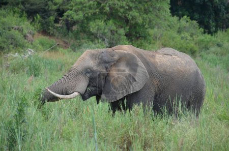 Foto de Elefante africano en el Parque Nacional Kruger, Mpumalanga, Sudáfrica - Imagen libre de derechos