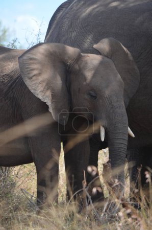 Foto de Elefante africano con su cría en el Parque Nacional Kruger, Mpumalanga, Sudáfrica - Imagen libre de derechos